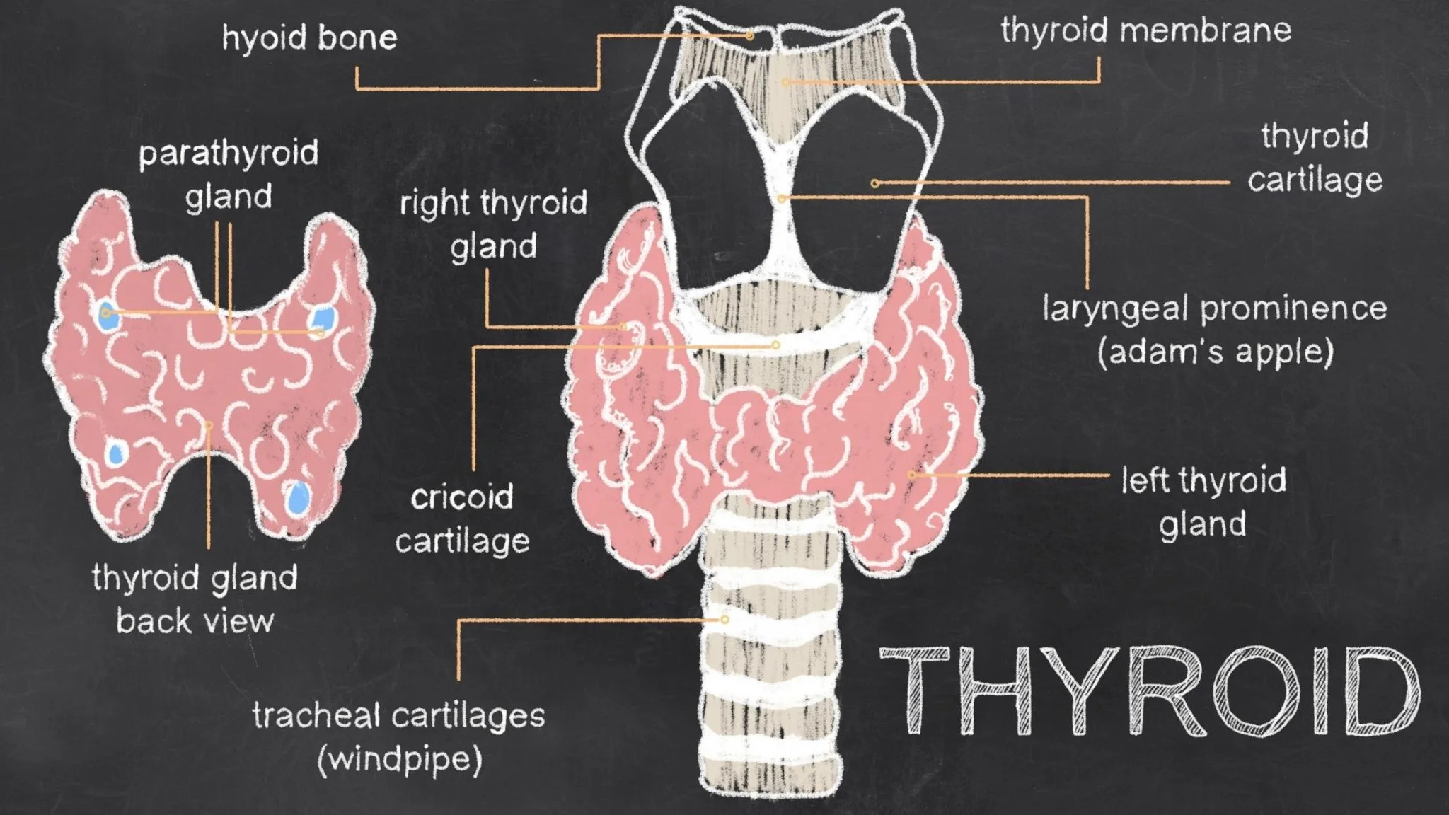 natural treatment of thyroid